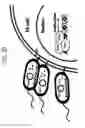 Fig. 30 - DIRECTED DIFFERENTIATION OF PLURIPOTENT STEM CELLS BY BACTERIAL INJECTION OF TALEN PROTEINS