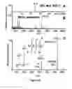 Fig. 12 - Recombinant nucleoside-specific ribonuclease and method of producing and using same