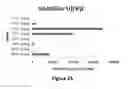 Fig. 35 - Recombinant nucleoside-specific ribonuclease and method of producing and using same