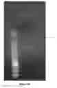 Fig. 45 - Recombinant nucleoside-specific ribonuclease and method of producing and using same