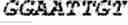 Fig. 116 - Bacteria engineered to reduce hyperphenylalaninemia