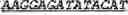 Fig. 137 - Bacteria engineered to reduce hyperphenylalaninemia