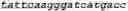 Fig. 14 - Bacteria engineered to reduce hyperphenylalaninemia