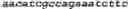 Fig. 20 - Bacteria engineered to reduce hyperphenylalaninemia