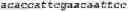 Fig. 58 - Bacteria engineered to reduce hyperphenylalaninemia