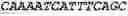 Fig. 76 - Bacteria engineered to reduce hyperphenylalaninemia