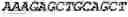 Fig. 79 - Bacteria engineered to reduce hyperphenylalaninemia