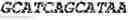 Fig. 85 - Bacteria engineered to reduce hyperphenylalaninemia