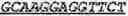 Fig. 96 - Bacteria engineered to reduce hyperphenylalaninemia