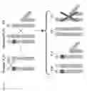 Fig. 06 - DNA sequence modification-based gene drive