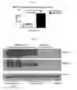 Fig. 02 - INTRATHECAL DELIVERY OF NUCLEIC ACID SEQUENCES ENCODING ABCD1 FOR TREATMENT OF ADRENOMYELONEUROPATHY