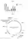 Fig. 05 - INTRATHECAL DELIVERY OF NUCLEIC ACID SEQUENCES ENCODING ABCD1 FOR TREATMENT OF ADRENOMYELONEUROPATHY