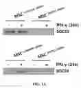 Fig. 02 - Stem cell with suppressed SOCS and improved immunosuppressive ability and use thereof