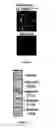 Fig. 06 - Functional tRNA-aptamer molecules
