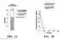 Fig. 02 - Methods relating to circulating tumor cell clusters and the treatment of cancer