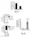 Fig. 03 - Methods relating to circulating tumor cell clusters and the treatment of cancer