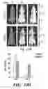 Fig. 26 - Methods relating to circulating tumor cell clusters and the treatment of cancer