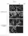 Fig. 08 - METHOD FOR SITE-SPECIFIC INSERTION OF FOREIGN DNA INTO A GENOME IN AN ANIMAL CELL AND A CELL OBTAINED USING SAME
