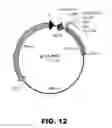 Fig. 13 - REGULATED EXPRESSION OF ANTIGEN AND/OR REGULATED ATTENUATION TO ENHANCE VACCINE IMMUNOGENICITY AND/OR SAFETY