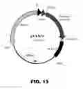 Fig. 14 - REGULATED EXPRESSION OF ANTIGEN AND/OR REGULATED ATTENUATION TO ENHANCE VACCINE IMMUNOGENICITY AND/OR SAFETY