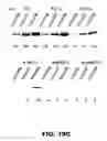 Fig. 20 - REGULATED EXPRESSION OF ANTIGEN AND/OR REGULATED ATTENUATION TO ENHANCE VACCINE IMMUNOGENICITY AND/OR SAFETY