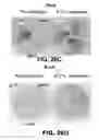 Fig. 28 - REGULATED EXPRESSION OF ANTIGEN AND/OR REGULATED ATTENUATION TO ENHANCE VACCINE IMMUNOGENICITY AND/OR SAFETY