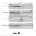Fig. 30 - REGULATED EXPRESSION OF ANTIGEN AND/OR REGULATED ATTENUATION TO ENHANCE VACCINE IMMUNOGENICITY AND/OR SAFETY