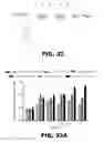Fig. 34 - REGULATED EXPRESSION OF ANTIGEN AND/OR REGULATED ATTENUATION TO ENHANCE VACCINE IMMUNOGENICITY AND/OR SAFETY