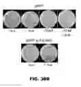 Fig. 42 - REGULATED EXPRESSION OF ANTIGEN AND/OR REGULATED ATTENUATION TO ENHANCE VACCINE IMMUNOGENICITY AND/OR SAFETY