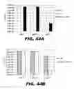 Fig. 50 - REGULATED EXPRESSION OF ANTIGEN AND/OR REGULATED ATTENUATION TO ENHANCE VACCINE IMMUNOGENICITY AND/OR SAFETY