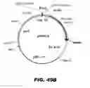 Fig. 58 - REGULATED EXPRESSION OF ANTIGEN AND/OR REGULATED ATTENUATION TO ENHANCE VACCINE IMMUNOGENICITY AND/OR SAFETY