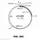 Fig. 59 - REGULATED EXPRESSION OF ANTIGEN AND/OR REGULATED ATTENUATION TO ENHANCE VACCINE IMMUNOGENICITY AND/OR SAFETY