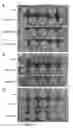 Fig. 07 - PYL9 and uses thereof