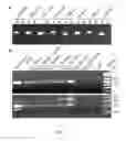 Fig. 08 - Wheat stripe rust resistance genes and methods of use