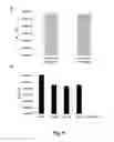 Fig. 09 - USE OF VLP FOR THE DETECTION OF NUCLEIC ACIDS