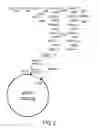 Fig. 02 - LABYRINTHULID MICROORGANISM CAPABLE OF PRODUCING MICROBIAL OIL, MICROBIAL OIL, METHODS FOR PRODUCING SAID MICROORGANISM AND FOR PRODUCING SAID MICROBIAL OIL, AND USES OF SAID MICROORGANISM AND SAID MICROBIAL OIL