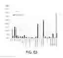 Fig. 35 - LABYRINTHULID MICROORGANISM CAPABLE OF PRODUCING MICROBIAL OIL, MICROBIAL OIL, METHODS FOR PRODUCING SAID MICROORGANISM AND FOR PRODUCING SAID MICROBIAL OIL, AND USES OF SAID MICROORGANISM AND SAID MICROBIAL OIL