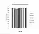 Fig. 10 - Deep sequencing profiling of tumors