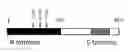 Fig. 01 - COMPOSITIONS AND METHODS RELATING TO TUMOR ANALYSIS