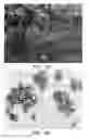 Fig. 02 - Polyurea or polyurethane capsules