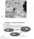 Fig. 07 - COATED BIOLOGICAL COMPOSITION