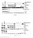 Fig. 04 - COMPOSITIONS AND METHODS RELATING TO CANCER
