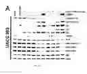 Fig. 19 - COMPOSITIONS AND METHODS RELATING TO CANCER