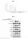 Fig. 07 - ANGIOGENESIS INHIBITOR