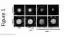 Fig. 02 - Collagen peptide-based medicament compositions and devices and methods of production and use thereof