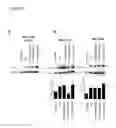 Fig. 08 - Peptide-induced NK cell activation