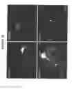 Fig. 53 - MODULATION OF AXON DEGENERATION