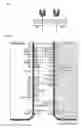 Fig. 02 - Compositions and methods for adjoining type I and type II extracellular domains as heterologous chimeric proteins