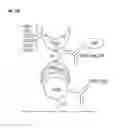 Fig. 28 - Compositions and methods for adjoining type I and type II extracellular domains as heterologous chimeric proteins
