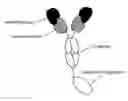 Fig. 01 - Immunoconjugates